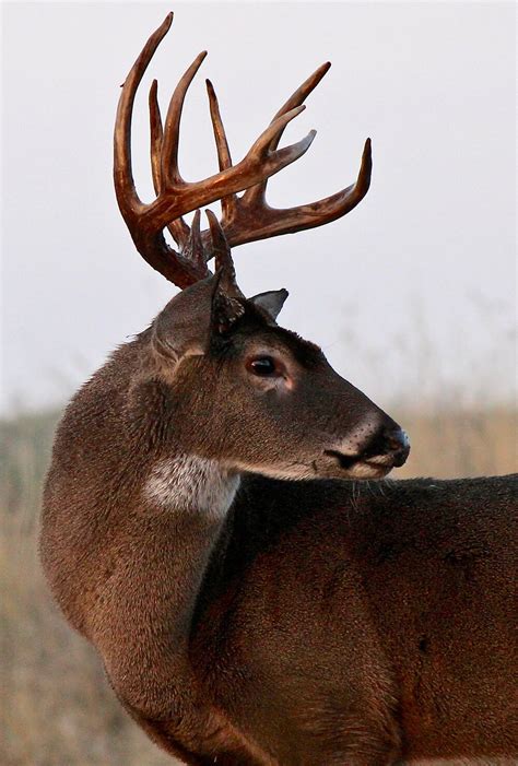 Hunt Fallow Deer In Texas At Lone Oak Adventures