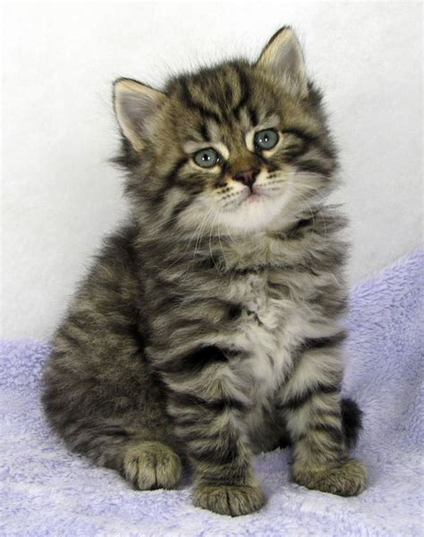 Brown Tabby Siberian Kitten ~ Mystic Melody Siberian Cats Tabby Cat Cats Siberian Cat