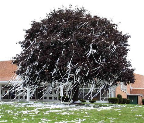 Getting Rid Of Unwanted Toilet Paper From Your Trees