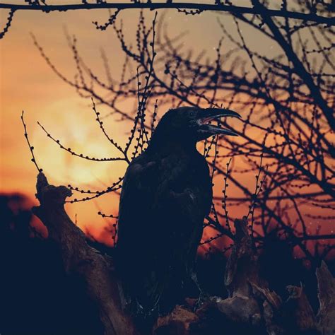 Crow Cawing In The Morning Spiritual Meaning Awakening State