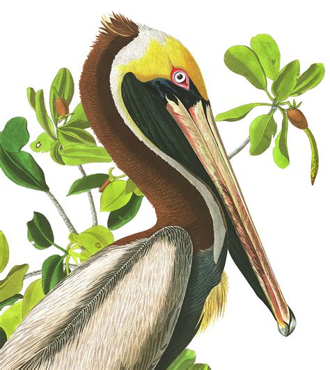 Brown Pelican Detail Painting By John James Audubon