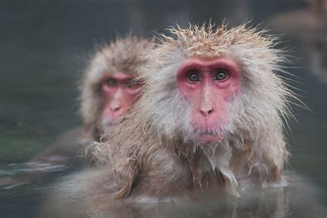 Japanese Macaques Sean Crane Photography