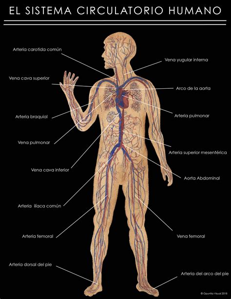 El Sistema Circulatorio Humano — Opuntia Visual