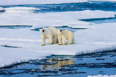 Polar Bears May Go Extinct By End Of Century Due To Global Warming