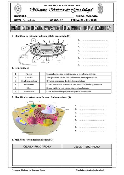 Cuadro Comparativo Sobre Celula Eucariota Y Procariota Kulturaupice