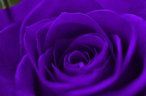 100 Purple Rose Wallpapers