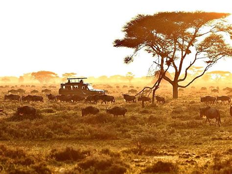 Ultimate Tanzania Safari And Private Island Experience