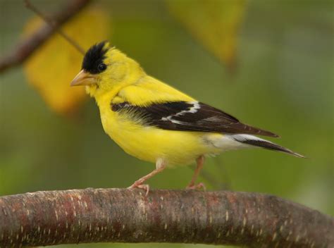 American Goldfinch Common Urban Nova Scotia Birds · Inaturalistca