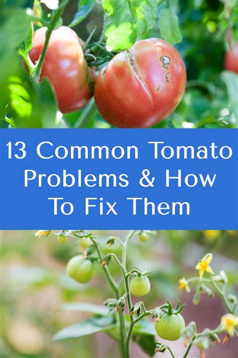 13 Common Tomato Problems And How To Fix Them Tomato Problems Fruit