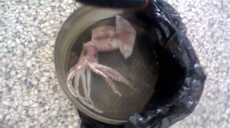 Lmao Ibadan Strange Half Human Fish Was Baby Octopus See Photo