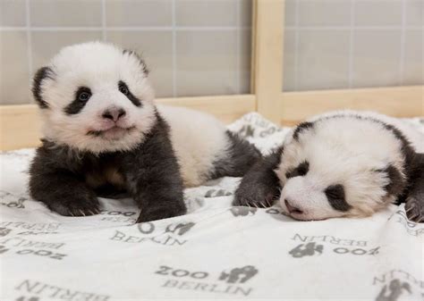 Berlin Zoo Baby Panda Twins