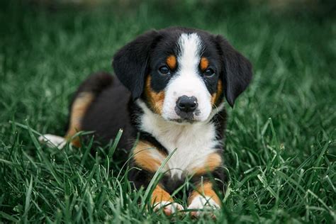 Are Entlebucher Mountain Dogs Good With Other Dogs