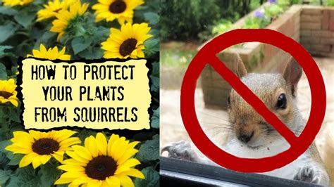 How To Protect Your Plants From Squirrels 🛑 Youtube
