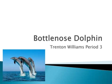 Bottlenose Dolphin Powerpoint Ppt