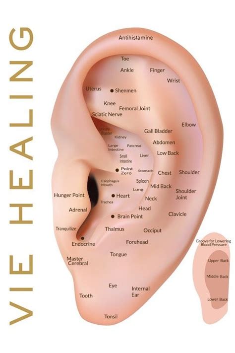 Diy Acupuncture What You Need To Know About Ear Seeds Ear Acupressure