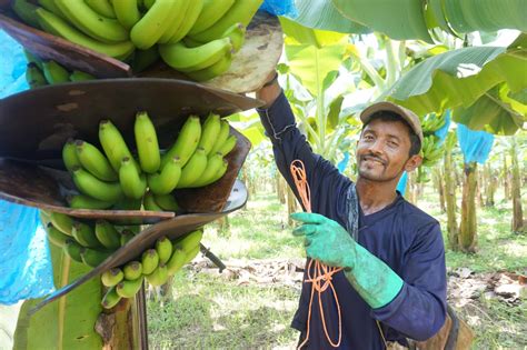 One Step Further For The Wellbeing Of Banana Workers Rainforest Alliance For Business