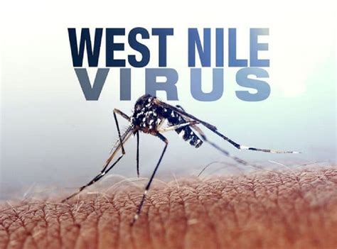Cns Rassicura Epidemia Di West Nile Virus Il Sistema Sangue Regge Test Nelle Zone Colpite