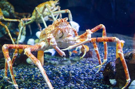 It is also the arthropod pod with the longest leg span, reaching up to 3.8 meters or 12 feet! Japanese Spider Crab - Columbus on the Cheap