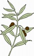 Ramo D'Ulivo Olive Simbolo - Grafica vettoriale gratuita su Pixabay