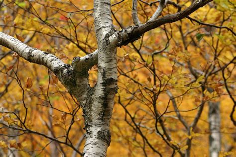 How To Grow A Paper Birch Tree Birch Trees Landscaping Fast Growing