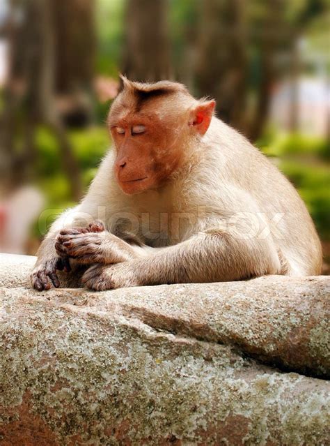Indian Macaque Monkey In Forest With Eyes Closed Stock Image Colourbox