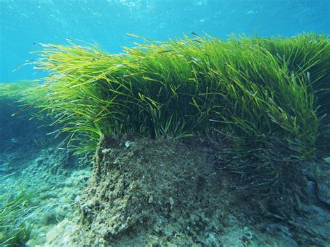 Posidonia A Marine Plant With Multiple Powers The Click Dive Magazine