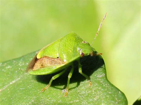 Green Stink Bug 5667 Green Stink Bug Plautia Affinis Malcolm