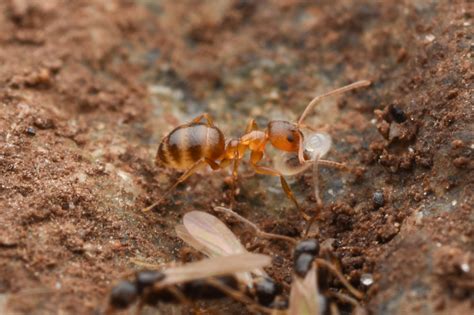 Yellow Footed Ant The Ants Of Massachusetts · Inaturalist