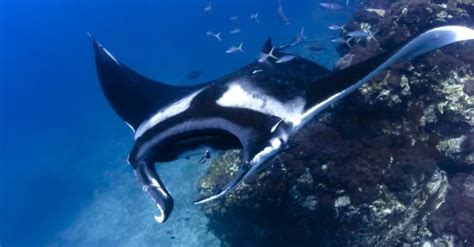 10 Incredible Manta Ray Facts Wiki Point