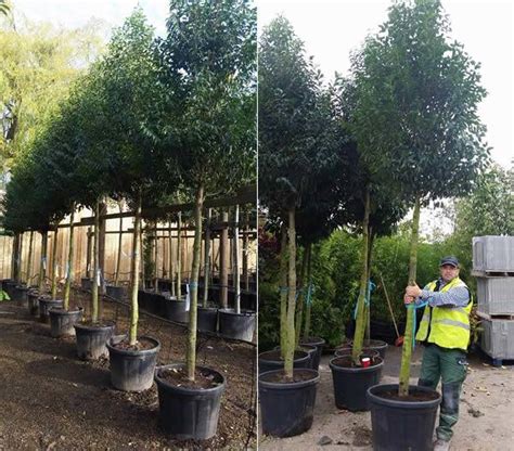 Evergreen Trees In Pots For Sale Planting And Care For Evergreens For