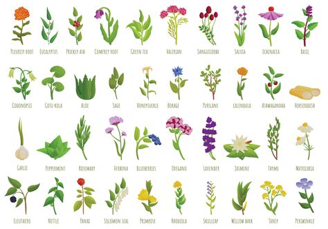 Plantas Medicinales Con Im Genes Dibujos De Plantas Medicinales The Best Porn Website
