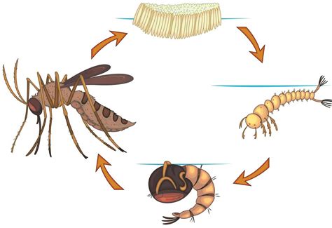 Mosquito Life Cycle Sequence Of Stages Of Development Of Mosquito From