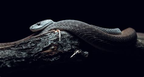 Snake Reptile Animal Dark Hd Wallpaper Peakpx