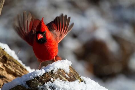Northern Cardinal Male Bird Winter Snow Wildlife Nature Red