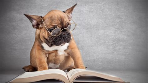Wallpaper Dog Wearing Glasses Reading A Book 2560x1600 Hd Picture Image