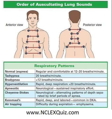 Order Of Auscultating Lung Sounds Studypk