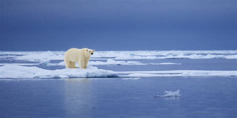 Greenland Polar Bears Live With Less Sea Ice Climate Change