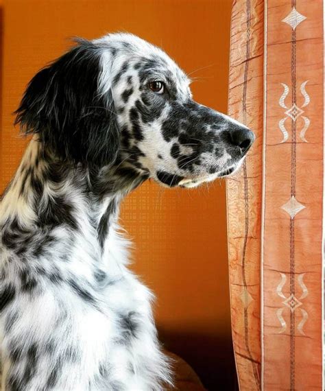 15 Amazing Facts About English Setters You Probably Never Knew The Dogman