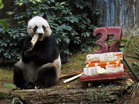 Giant Panda Jia Jia Celebrates 37th Birthday And 2 Guinness World