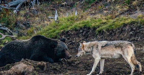 Photographer Captures A Once In A Lifetime Encounter Between Grizzly