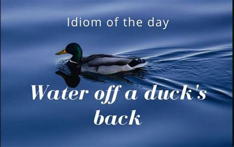Meaning Of Idiom Water Off A Duck S Back Placementquestionpaper In