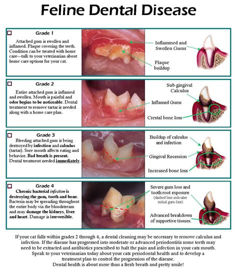 Dental chart templates are used by dental healthcare professionals to describe the condition of your teeth and gums. Feline Dental Care