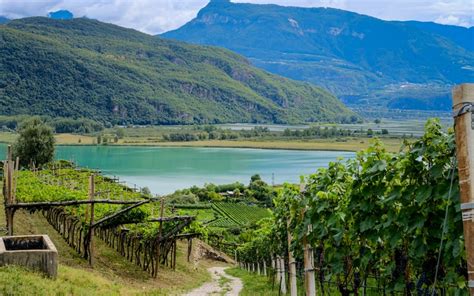 Alto Adige Wine Regions And Focus On 2019 Vintage Winerylovers