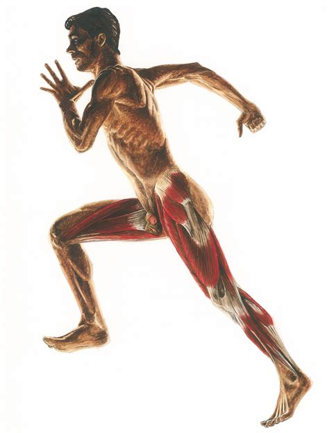 Running Anatomy Left Lateral View Tuning Your Running