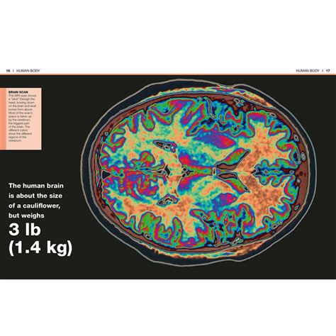 Pocket Genius Human Body — Science And Nature Co