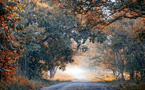 Fog Autumn Trees Ten Road Landscape Wallpapers Hd