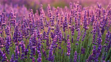 Fields Of Cute Purple Lavenders