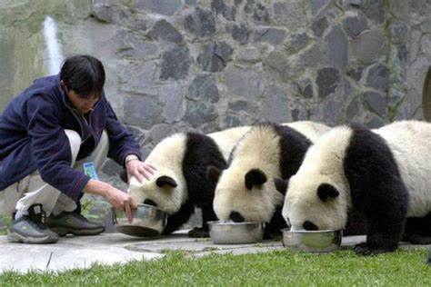 Trio Face Charges After Giant Panda Killed And Its Meat Sold In China