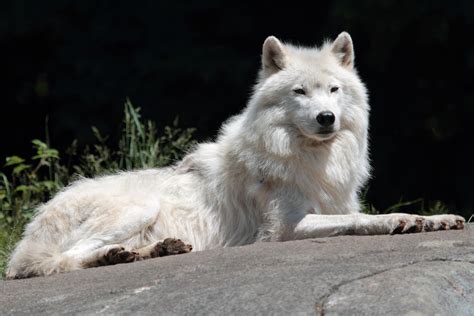 Arctic Wolf Wallpapers Backgrounds