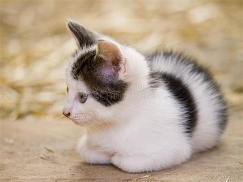 Cute Laying Kitten Stock Image Image Of Animal Down 18668367